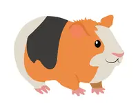 guinea pig