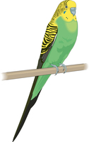 parakeet