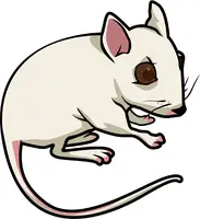 rat