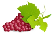 grapes